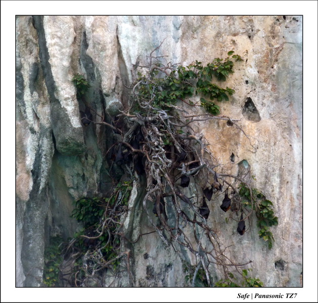 2011 - 03 - Koh Ngai 114